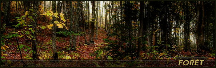 [Photo] Forêt
