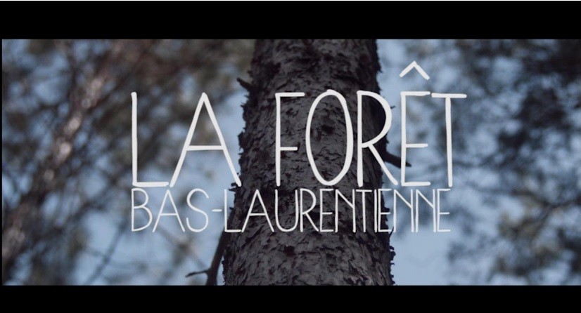 Forêt Bas-Laurentienne (Auteur : AFBL) Forêt Bas-Laurentienne (Auteur : AFBL)
