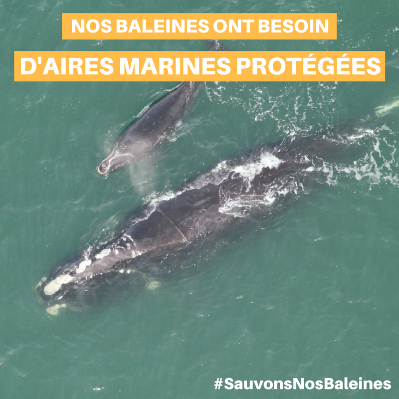 sauvons_nos_baleines_3 (Auteur : CREBSL)