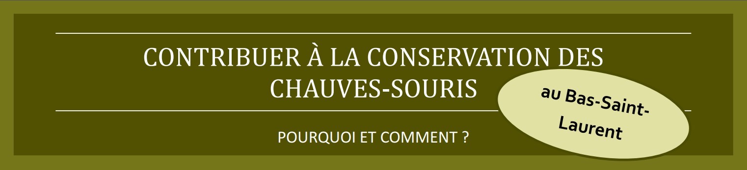 Fiche d’information sur les chauves-souris (Auteur : CREBSL) Bandeau fiche chauves-souris (Auteur : CREBSL)